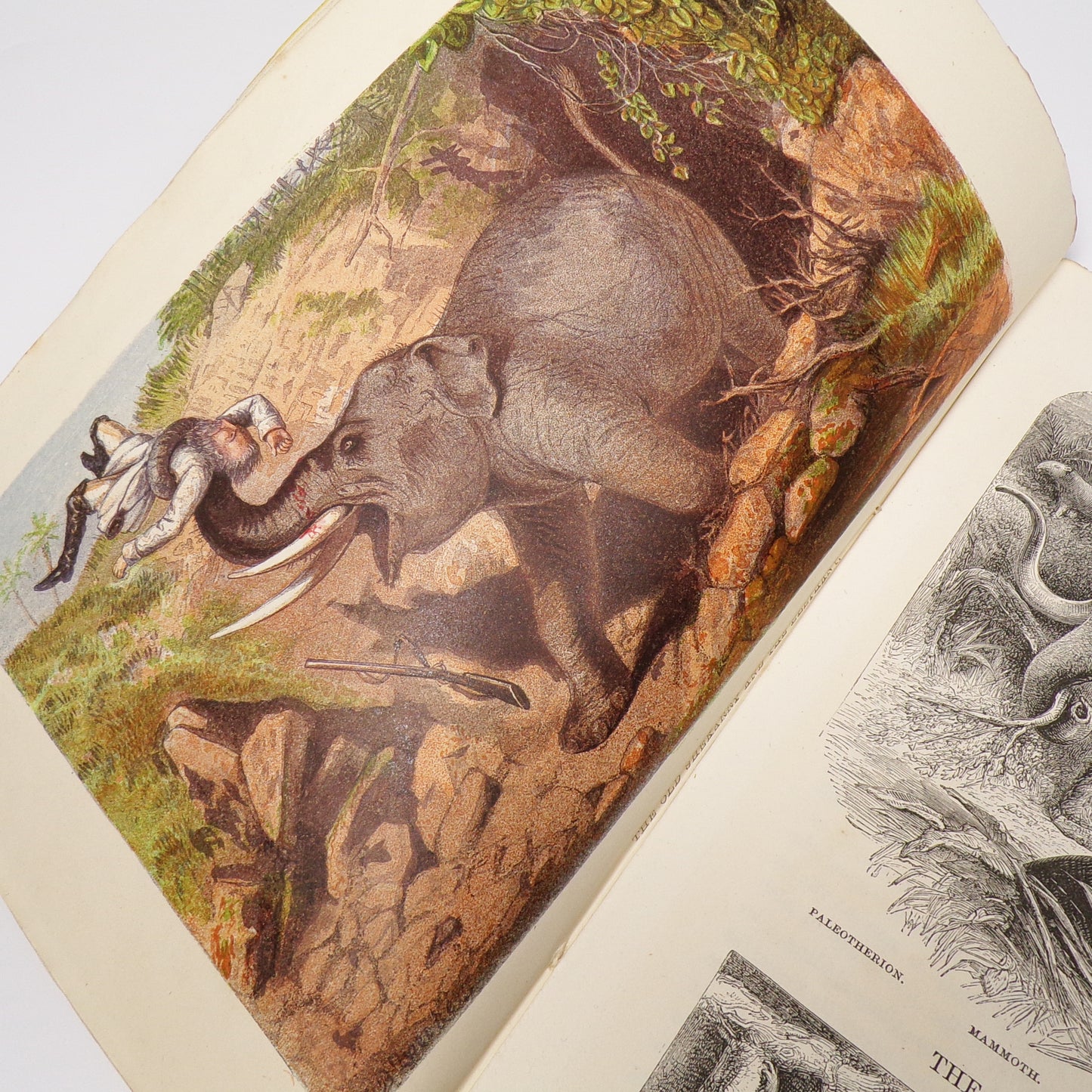 James Greenwood - Wild Sports of the World - First Edition in Parts