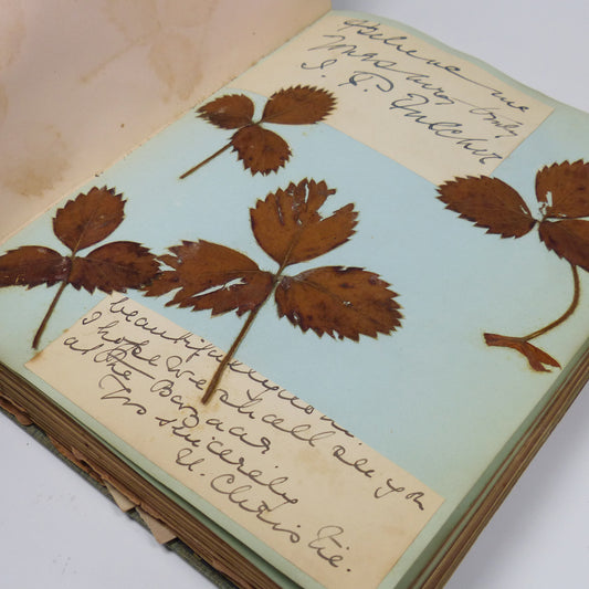 Writing Album with Signatures and Pressed Plants