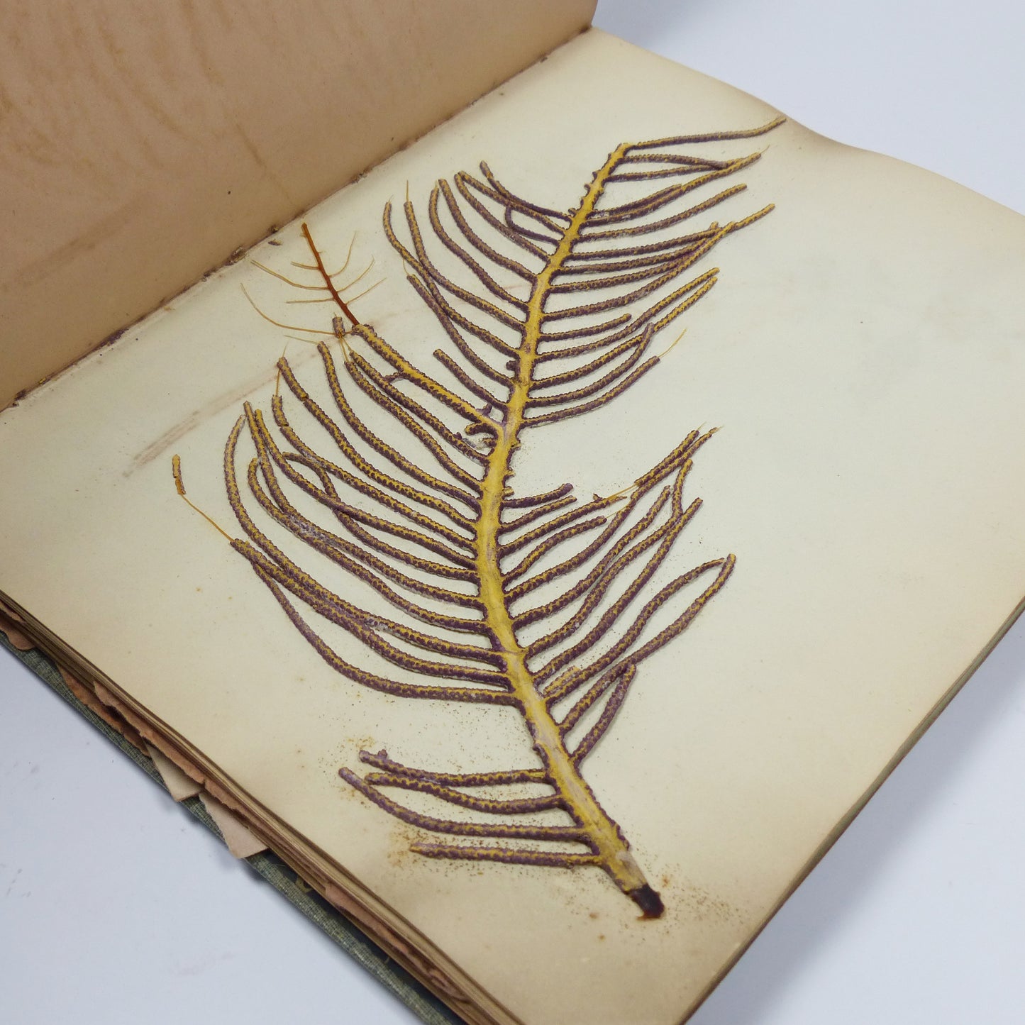 Writing Album with Signatures and Pressed Plants